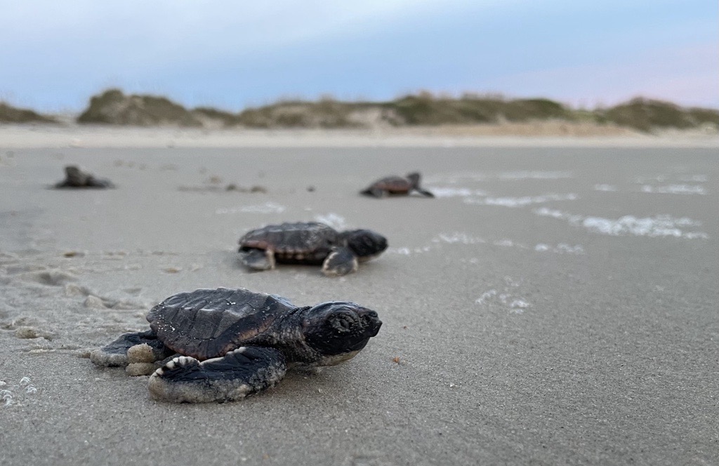 Loggerhead sea turtle hatchlings make their way toward the ocean. Photo: NPS P. Doshkov, social media