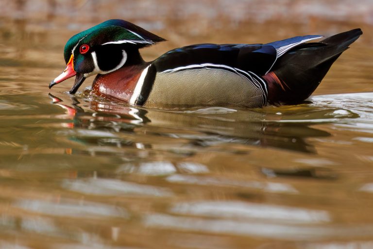 Waterfowl, migratory game bird season dates announced
