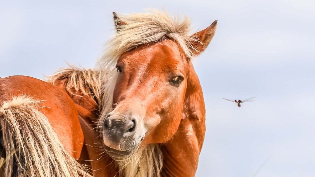 This photo of one of Carteret County's wild horses by Sheridan King will be featured in the Foundation for Shackleford Horses Inc. photography exhibit and competition that will be on display June 6 through the summer at Core Sound Waterfowl Museum and Heritage Center's Morehead City gallery.