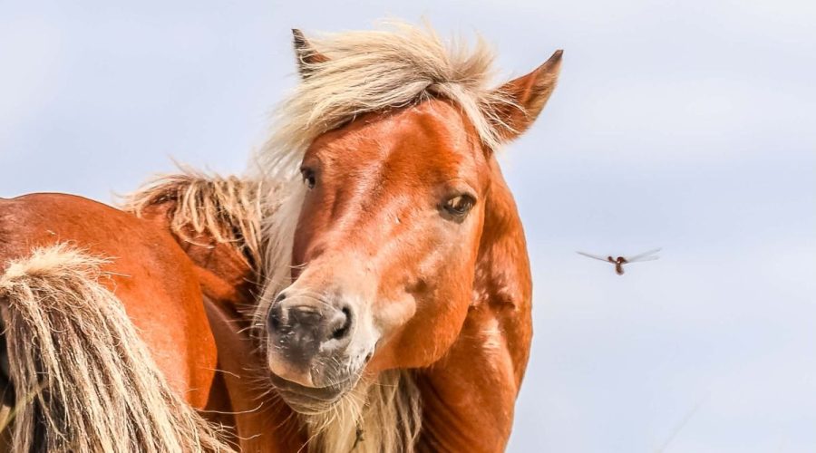 This photo of one of Carteret County's wild horses by Sheridan King will be featured in the Foundation for Shackleford Horses Inc. photography exhibit and competition that will be on display June 6 through the summer at Core Sound Waterfowl Museum and Heritage Center's Morehead City gallery.
