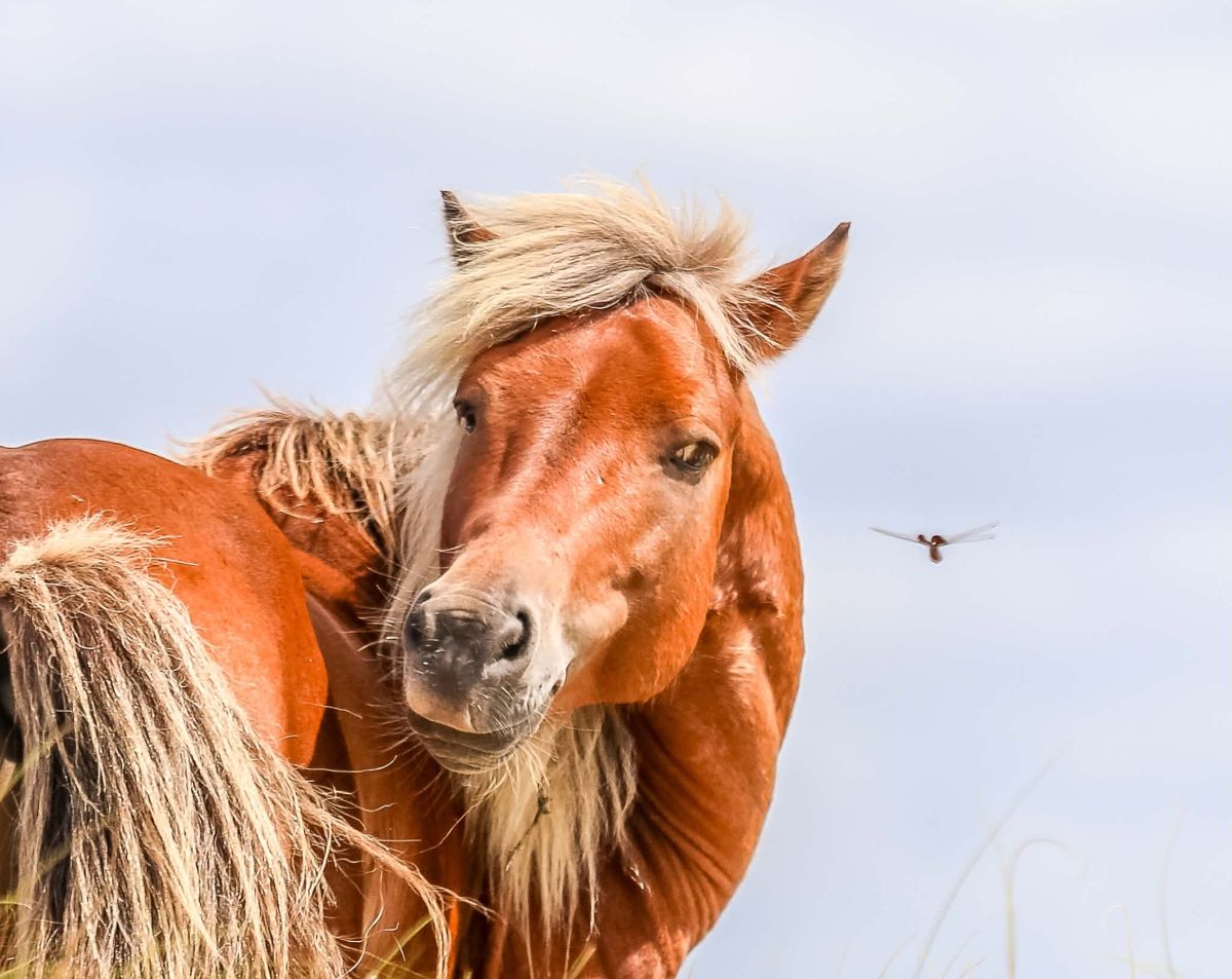 This photo by Pony Patrol volunteer Sheridan King of one of Carteret County's wild horses was taken from a distance with a zoom lens.