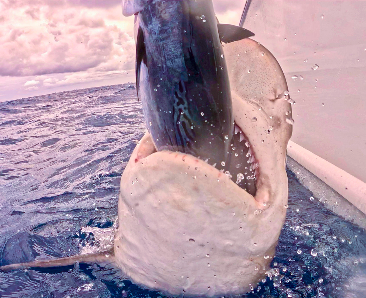 A sandbar shark depredates a little tunny from a fishing line in Jupiter, Florida. Photo: Tobey Curtis/NOAA Fisheries