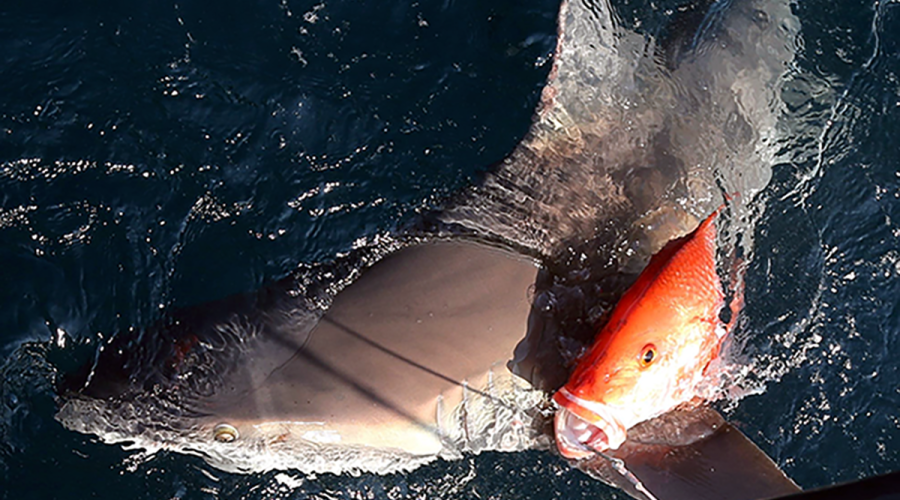 A sandbar shark depredates a red snapper at boatside and still on a fisherman's hook. Photo: Marcus Drymon/Mississippi State University