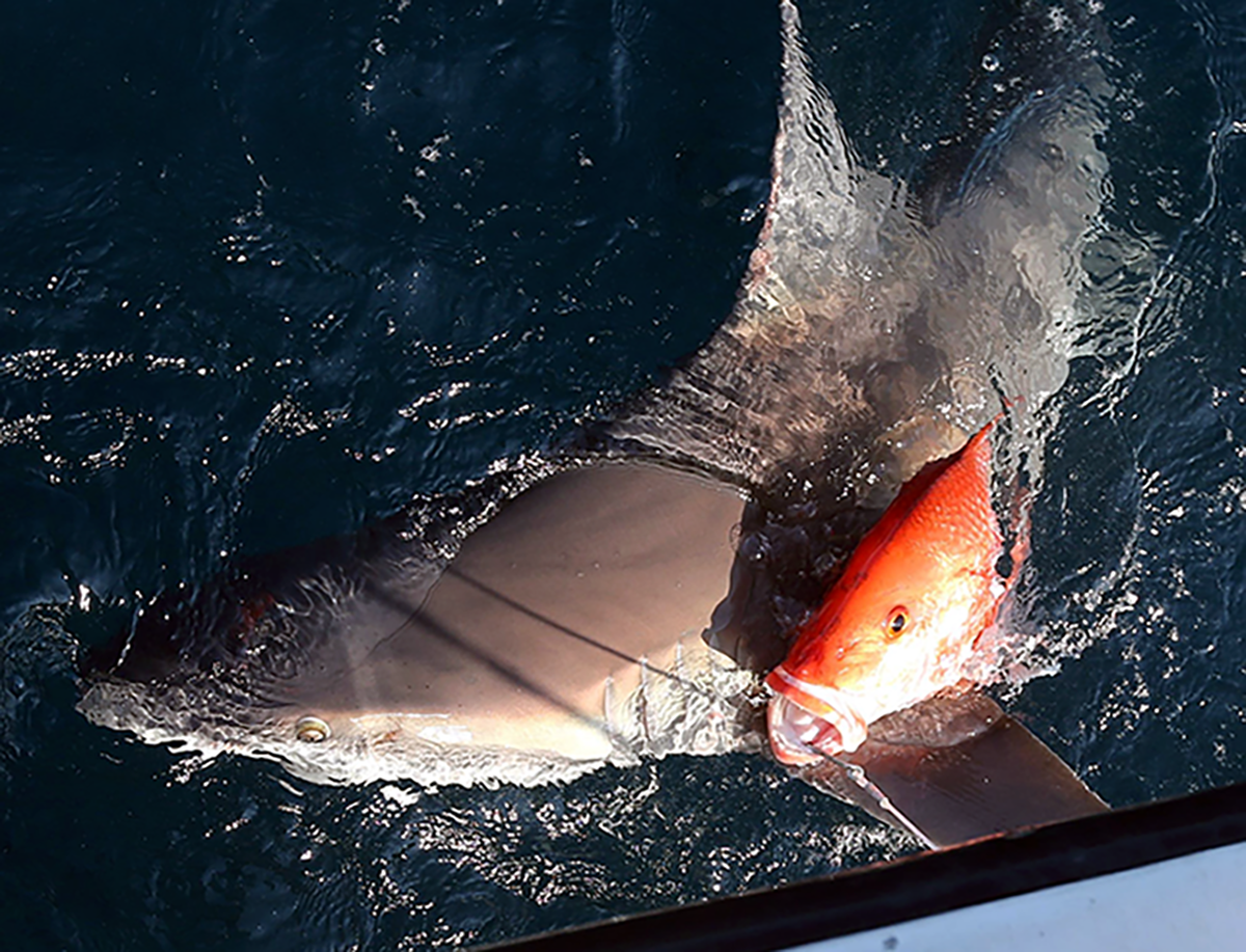 A sandbar shark depredates a red snapper at boatside and still on a fisherman's hook. Photo: Marcus Drymon/Mississippi State University