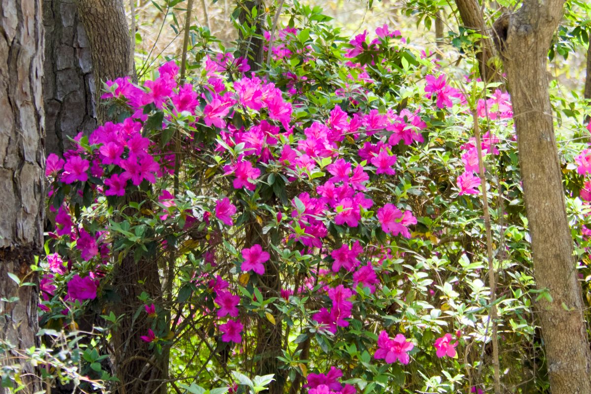 Southern Indian azalea seen along the Sweet Gum Trail. A native of Japan, the plant thrives in home gardens and has escaped to the wild.
