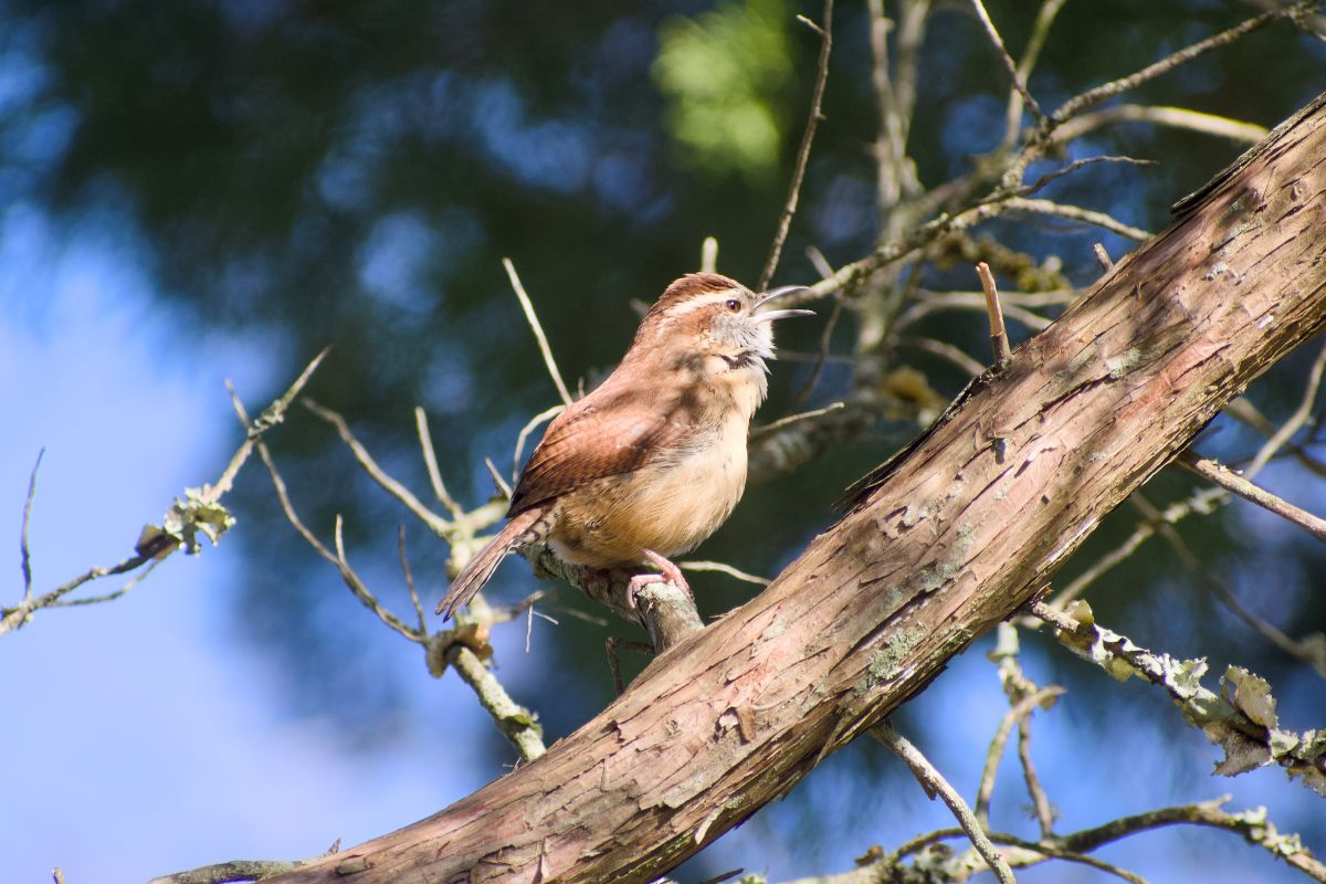 A Carolina wren sings loudly while perched on a tree along the Roanoke Trail.