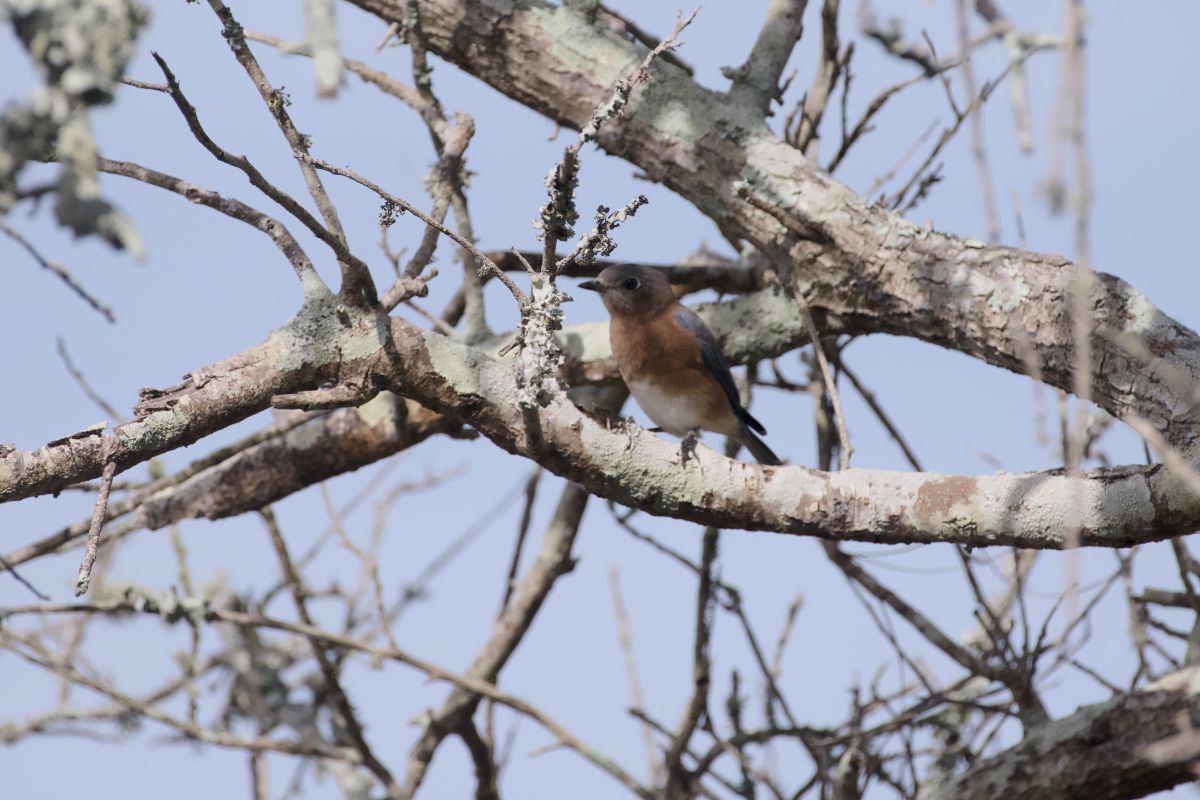 Eastern bluebird on a branch that shades the Roanoke Sound at the end of the Roanoke Trail.