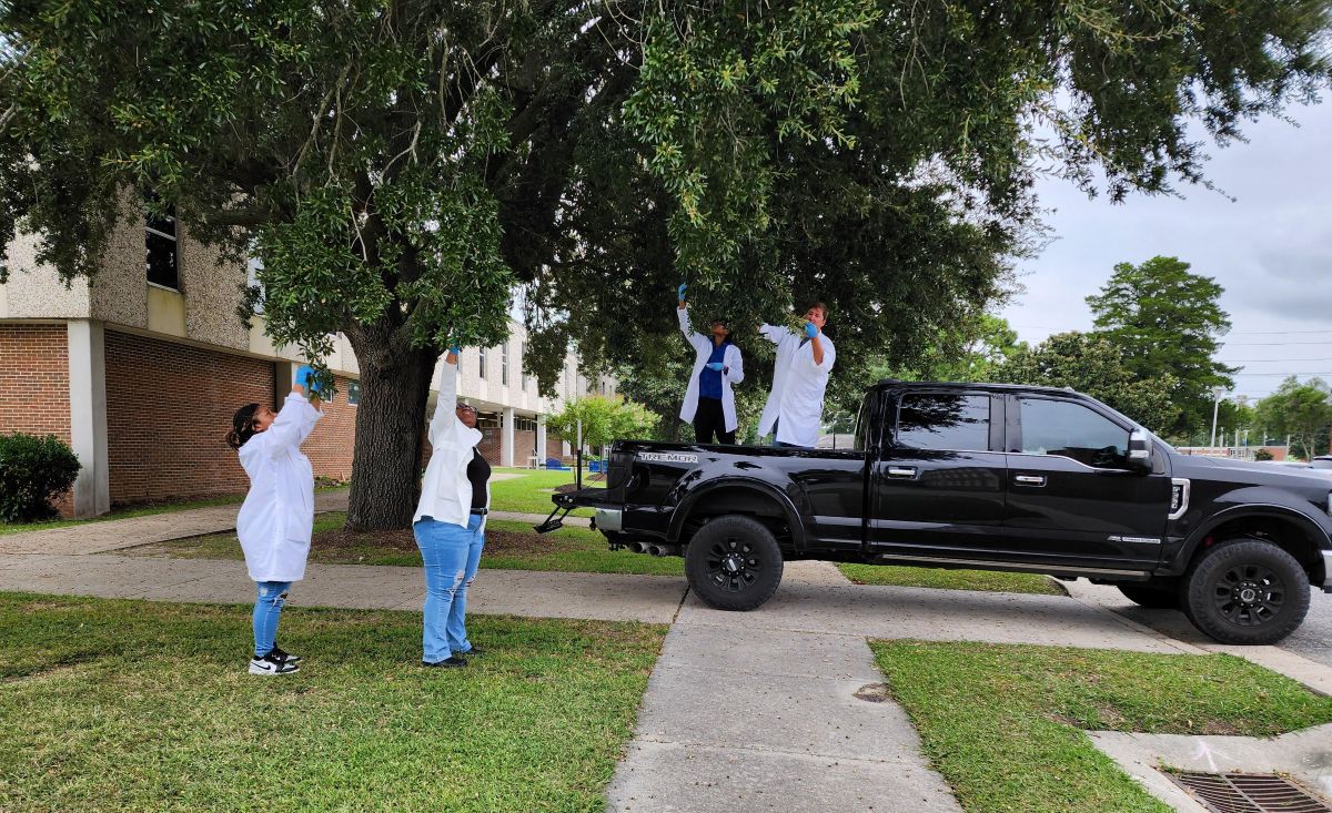 Researchers collect leaves from one of the oldest trees on the Elizabeth City State Campus for a biological research class. Photo: ECSU