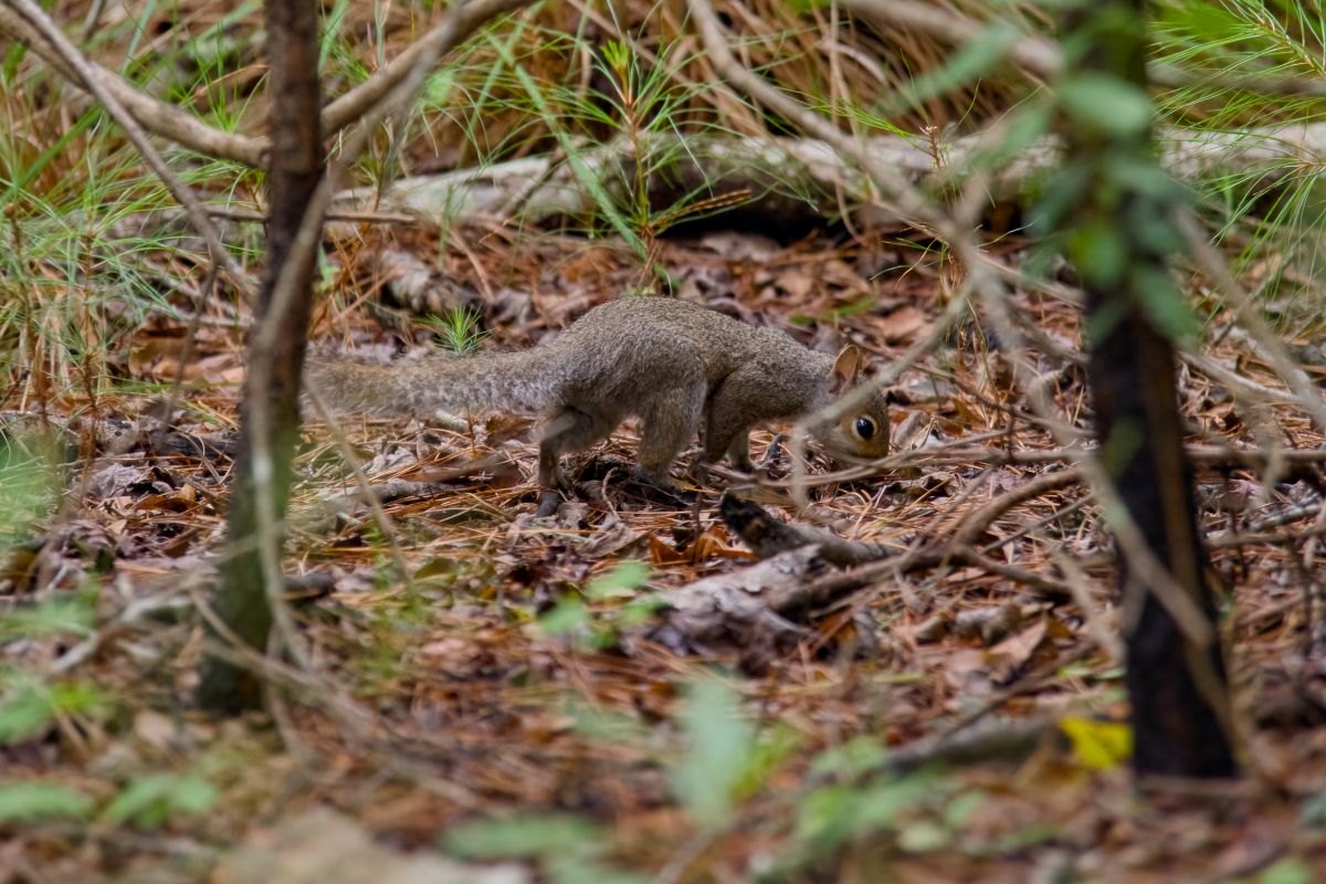 An eastern gray squirrel scampers off at Nags head Woods Preserve.