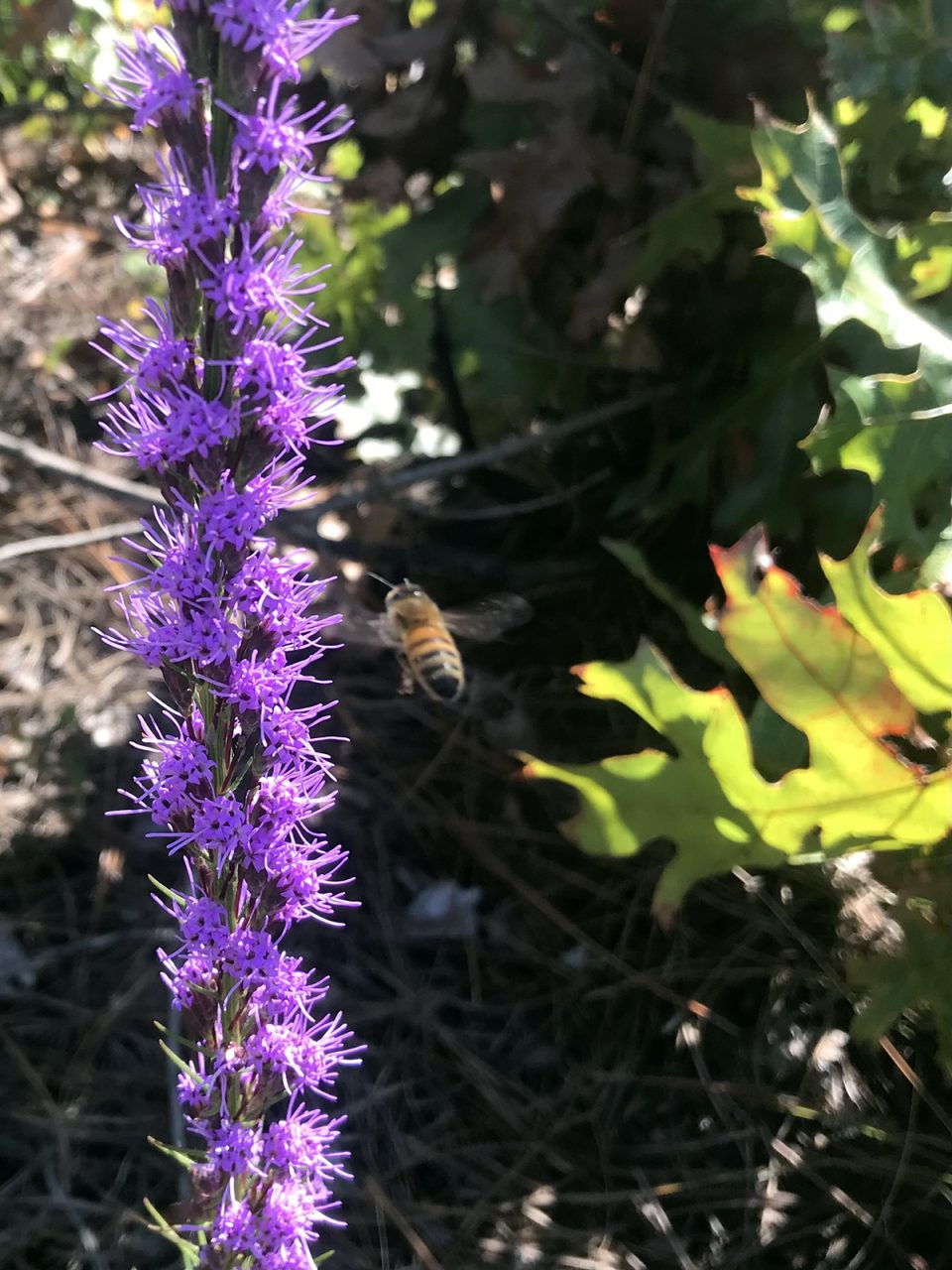 A honeybee, or Apis mellifera, hovers, about to feast on the vibrant purple flowers of blazing star, or Liatris. Photo: Heidi Skinner