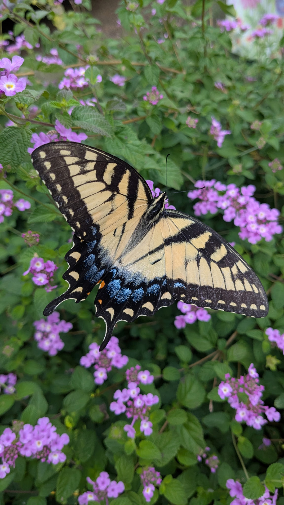 An eastern tiger swallowtail (Papilio glaucus) adorns lantana. Photo: Heidi Skinner
