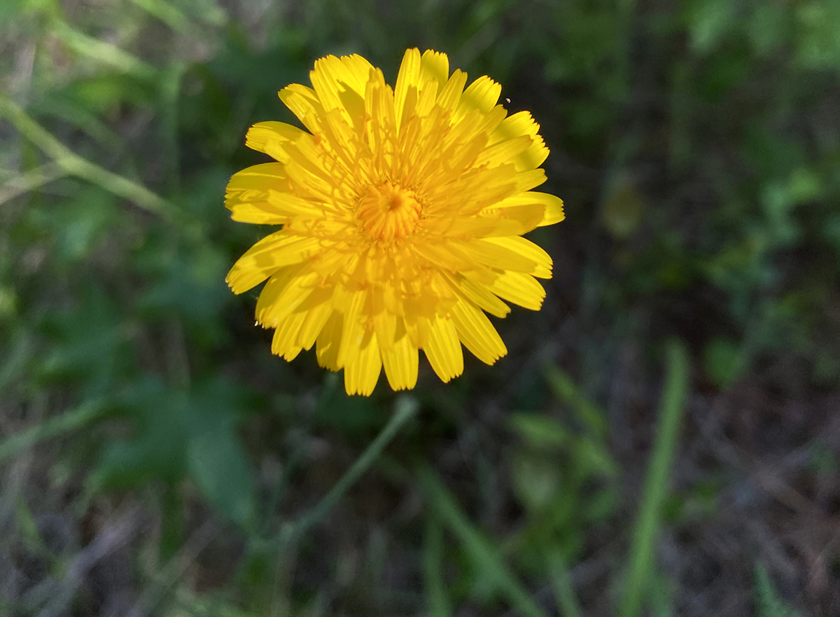 Sowthistle (Agoseris apargiodes) looks like a really tall dandelion. Photo: Heidi Skinner