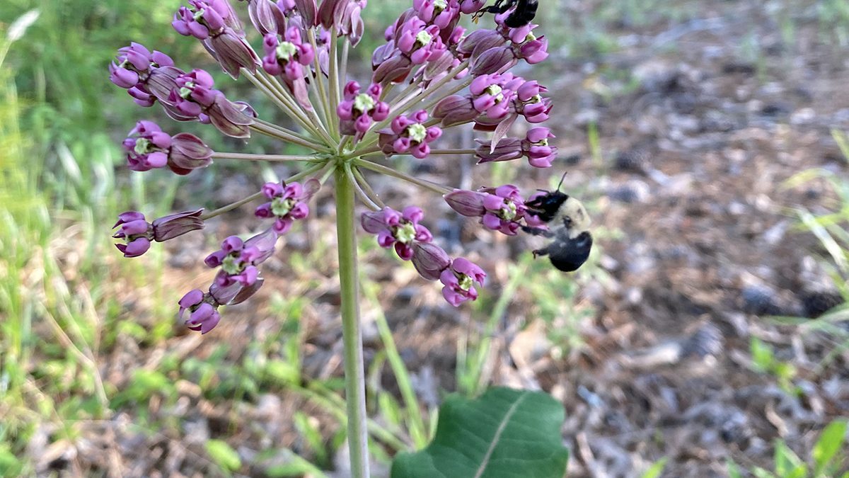 Clasping milkweed, or Asclepias amplexicaulis, is named for the way the leaves clasp the stem. Fairly rare and protected in some states, these gorgeous natives smell like vanilla. Photo: Heidi Skinner