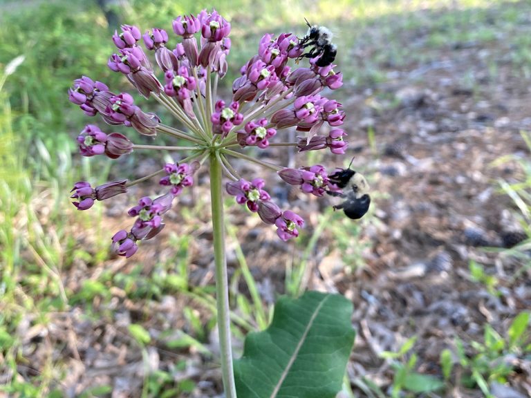Turn unused space into Butterfly Highway, Pollinator Pit Stop