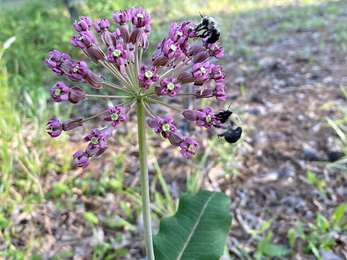 Clasping milkweed, or Asclepias amplexicaulis, is named for the way the leaves clasp the stem. Fairly rare and protected in some states, these gorgeous natives smell like vanilla and lure pollinators. Photo: Heidi Skinner