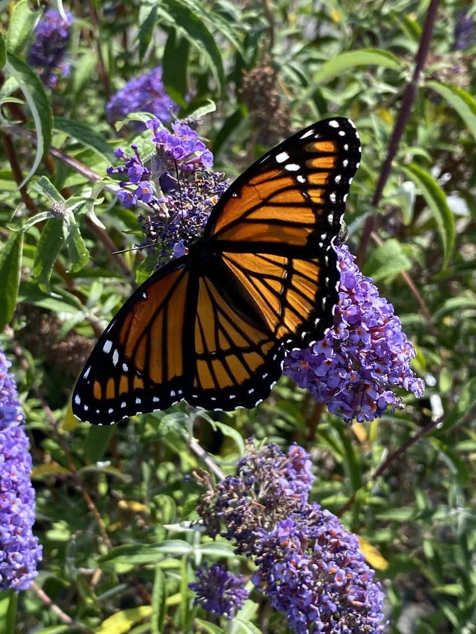 Often mistakenly identified as a monarch butterfly, this viceroy, or Limenitis archippus, happily feasts on a butterfly bush. Photo: Heidi Skinner