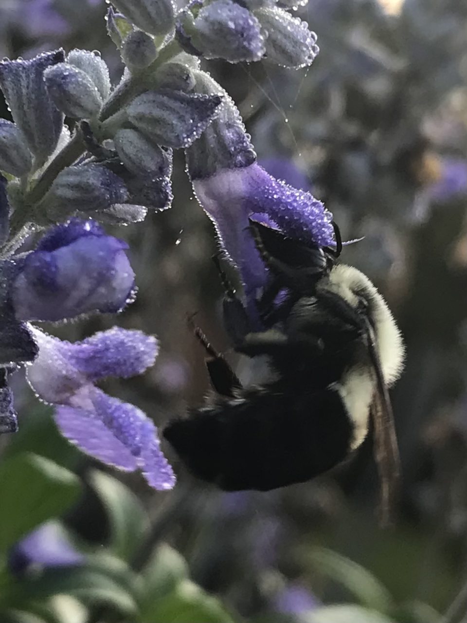 A background of dewdrops and spiderweb filaments spotlight this bumble on blue salvia. Photo: Heidi Skinner