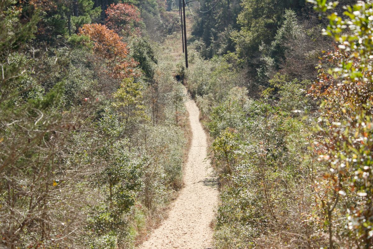 High meadow off the Blueberry Ridge Trail 2023. The past two years have been drier and the last visit showed little standing water.