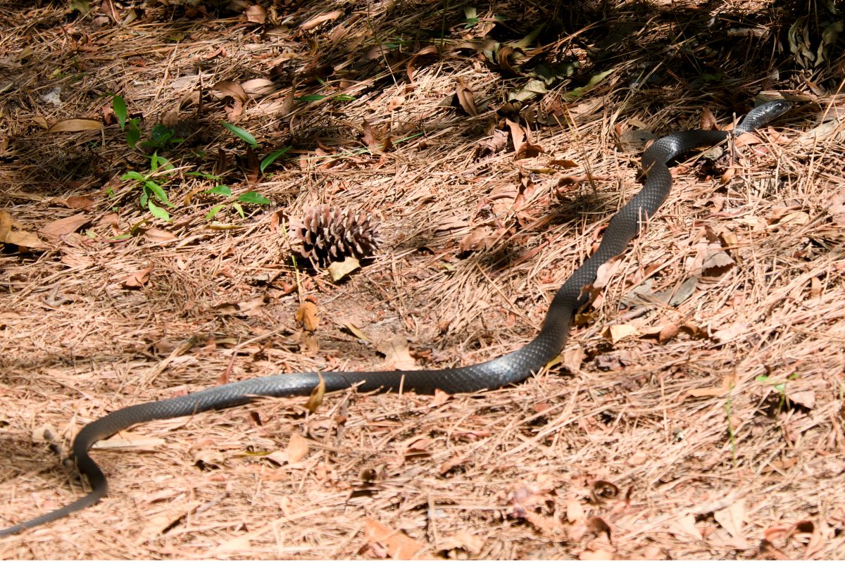 The nonvenomous eastern racer slithers into the shadows on the Roanoke Trail.