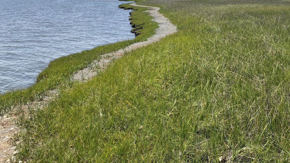 The North Carolina Coastal Federation now owns 153 acres along the North Carolina Scenic Byway corridor in Carteret County. Photo courtesy N.C. Coastal Federation