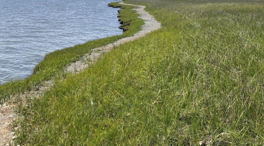The North Carolina Coastal Federation now owns 153 acres along the North Carolina Scenic Byway corridor in Carteret County. Photo courtesy N.C. Coastal Federation