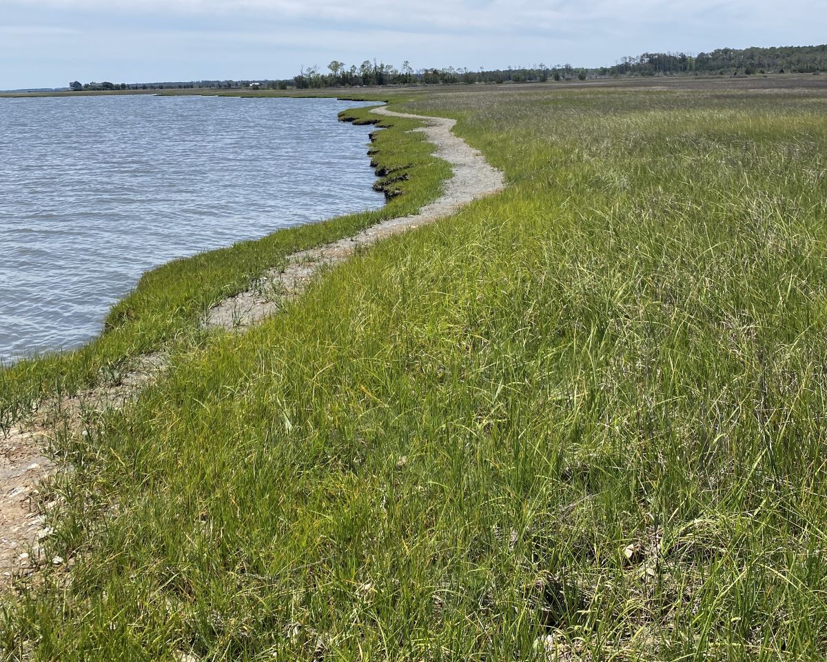 The North Carolina Coastal Federation now owns 153 acres along the North Carolina Scenic Byway corridor in Carteret County. Photo courtesy N.C. Coastal Federation