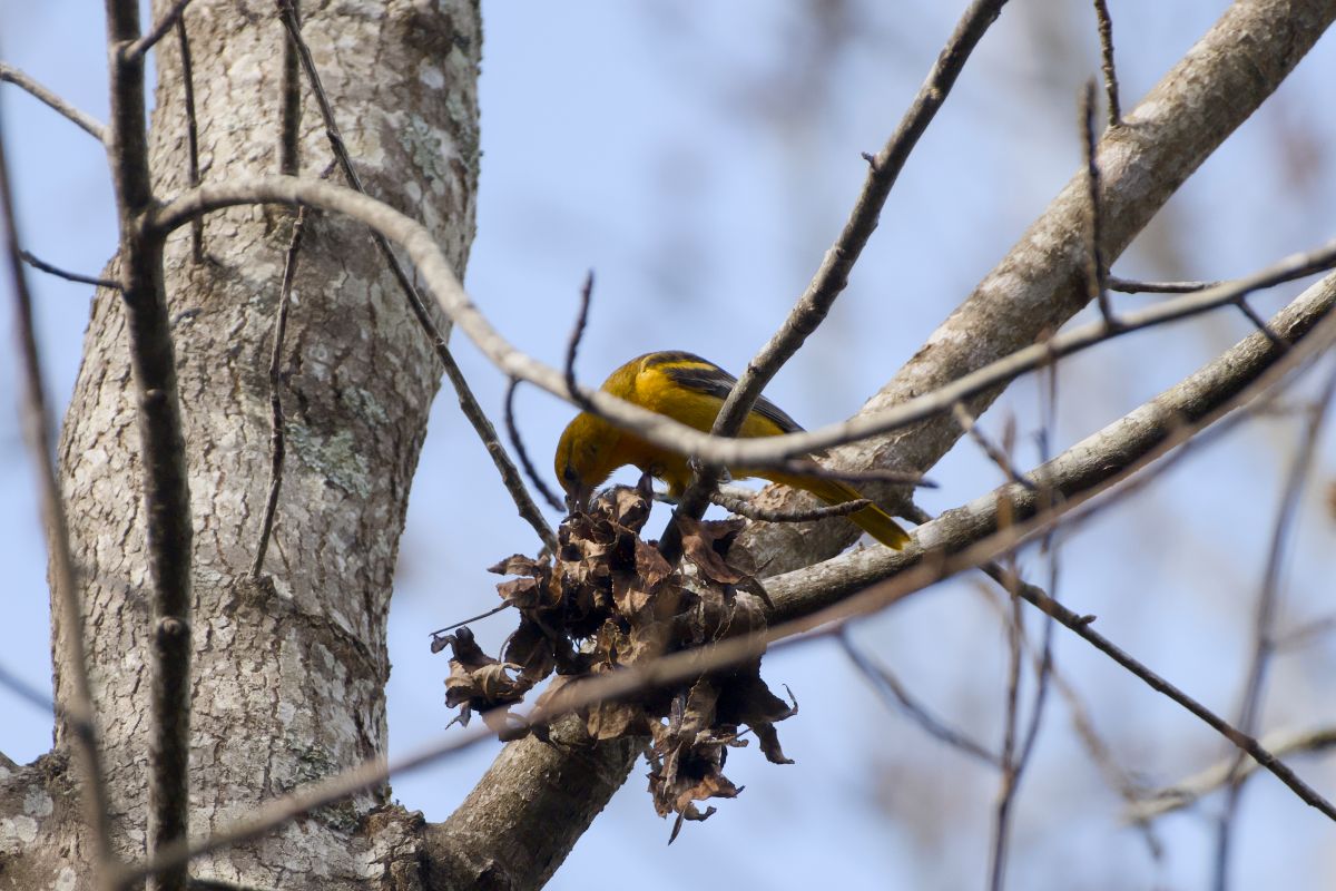 Baltimore oriole perches on a tree along the ADA trail.