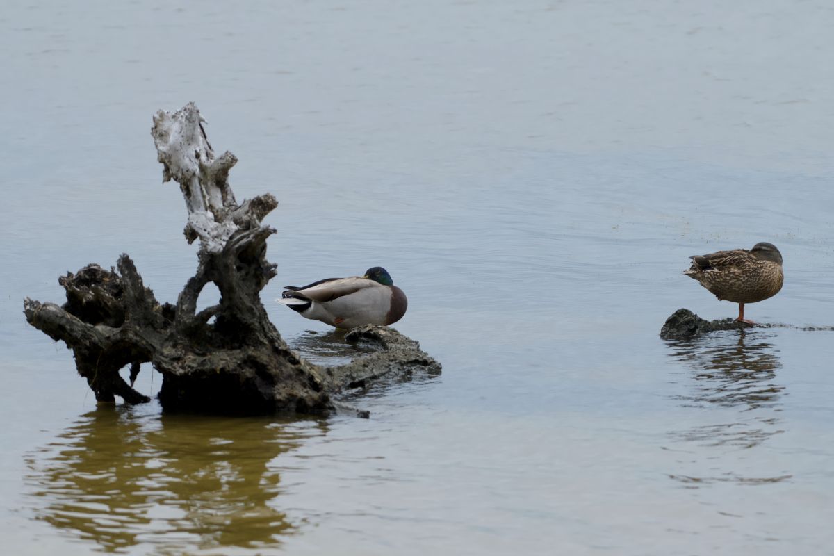 Mallards, Roanoke Sound at the end of the Roanoke Trail.