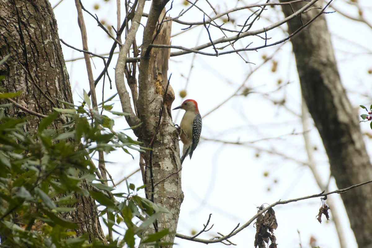 A red-bellied woodpecker on the Discovery Trail, one of the more common year-round birds in Nags Head Woods Preserve in Dare County.