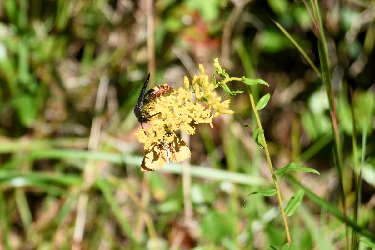 A Blue-Winged Scollip Wasp, probably feeding on grubs or larvae in the plant and a Great Purple Hairstreak (iSeek ID).