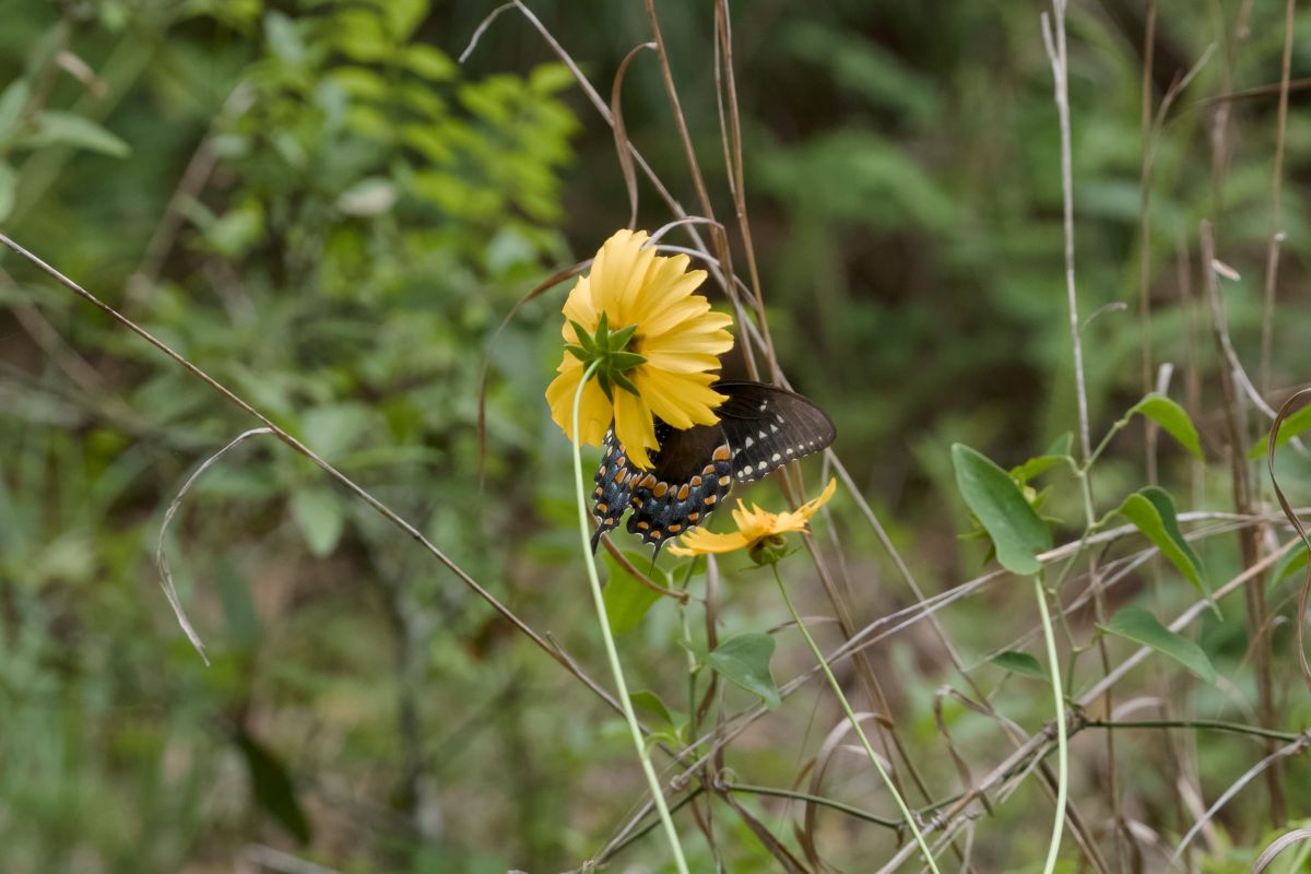 Spice bush swallowtail on a spicebush, the butterfly’s favored plant.