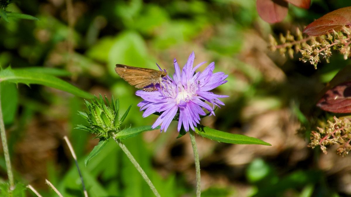 Stokes astor and a wroadwinged skipper along the Sweet Gum Swamp Trail, one of the eight designated trails at Nags Head Woods Reserve in Dare County.