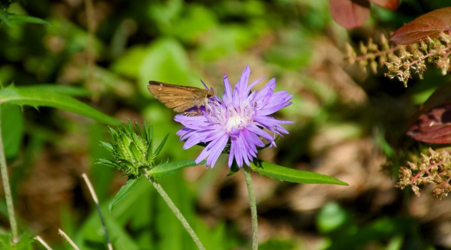 Stokes astor and a wroadwinged skipper along the Sweet Gum Swamp Trail, one of the eight designated trails at Nags Head Woods Reserve in Dare County.