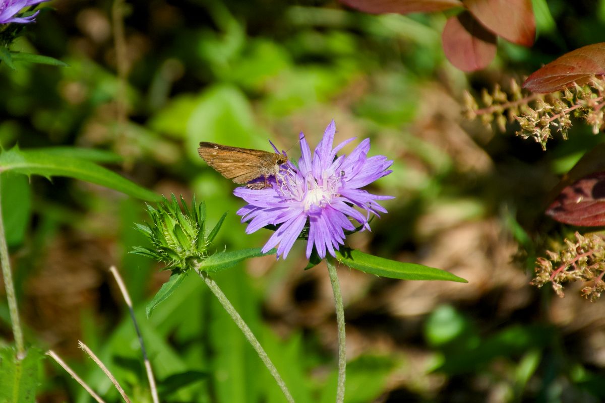 Stokes astor and a wroadwinged skipper along the Sweet Gum Swamp Trail, one of the eight designated trails at Nags Head Woods Reserve in Dare County.