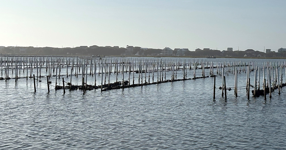 A shellfishing lease in Topsail Sound off the shores of Surf City includes dozens of PVC pipes. Cages in which oysters are grown are attached to lines that are fastened to the pipes. Photo: Trista Talton