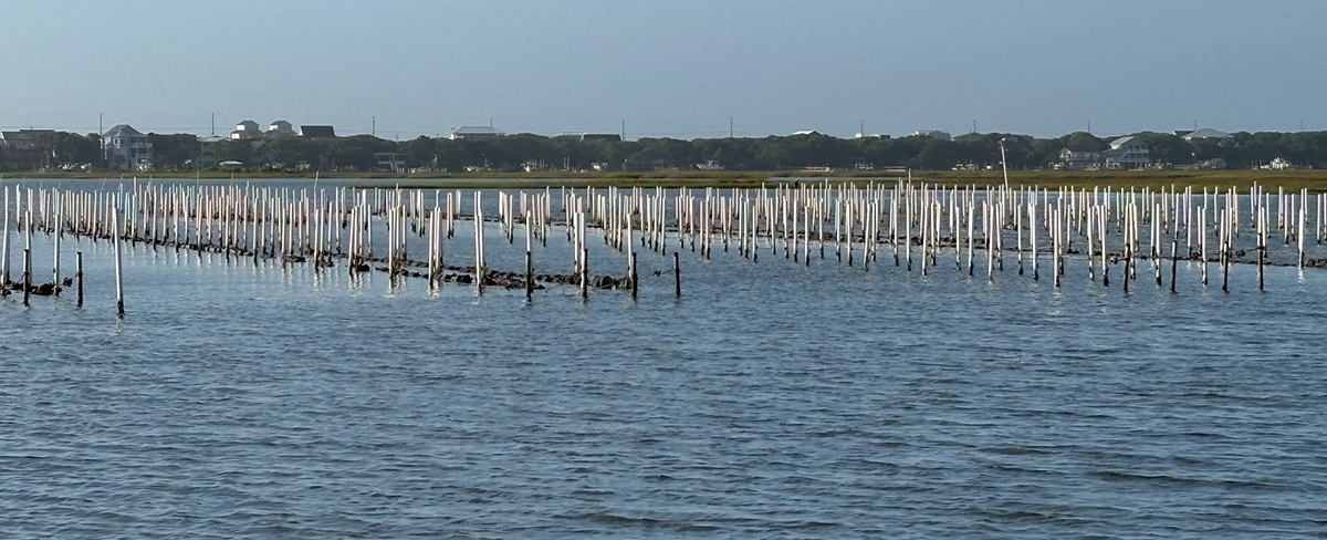 Dozens of PVC pipes that protrude from the water are used to secure lines connected to rows of cages in a water column shellfishing lease in Topsail Sound behind Surf City. Photo: Trista Talton