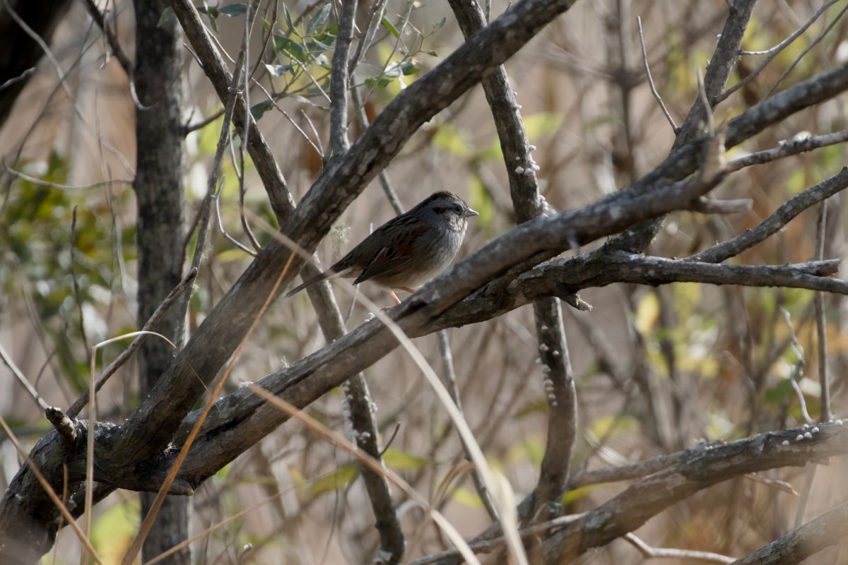 Swamp sparrow spotted on the ADA Trail.