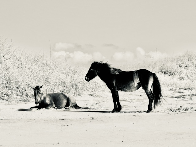 Photo by Cindy Kaye Smith taken at a distance with a zoom lens. 