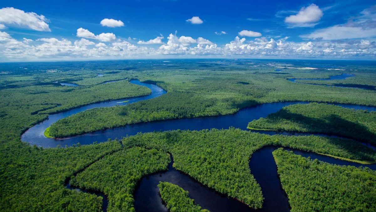 Sledge Forest on the banks of the Northeast Cape Fear River in New Hanover County includes centuries-old bald cypress and longleaf pine, vast wetlands, and riparian buffers. Photo courtesy of N.C. Coastal Land Trust