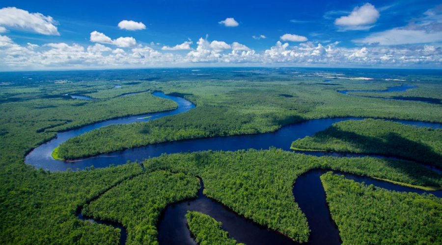 Sledge Forest on the banks of the Northeast Cape Fear River in New Hanover County includes centuries-old bald cypress and longleaf pine, vast wetlands, and riparian buffers. Photo courtesy of N.C. Coastal Land Trust