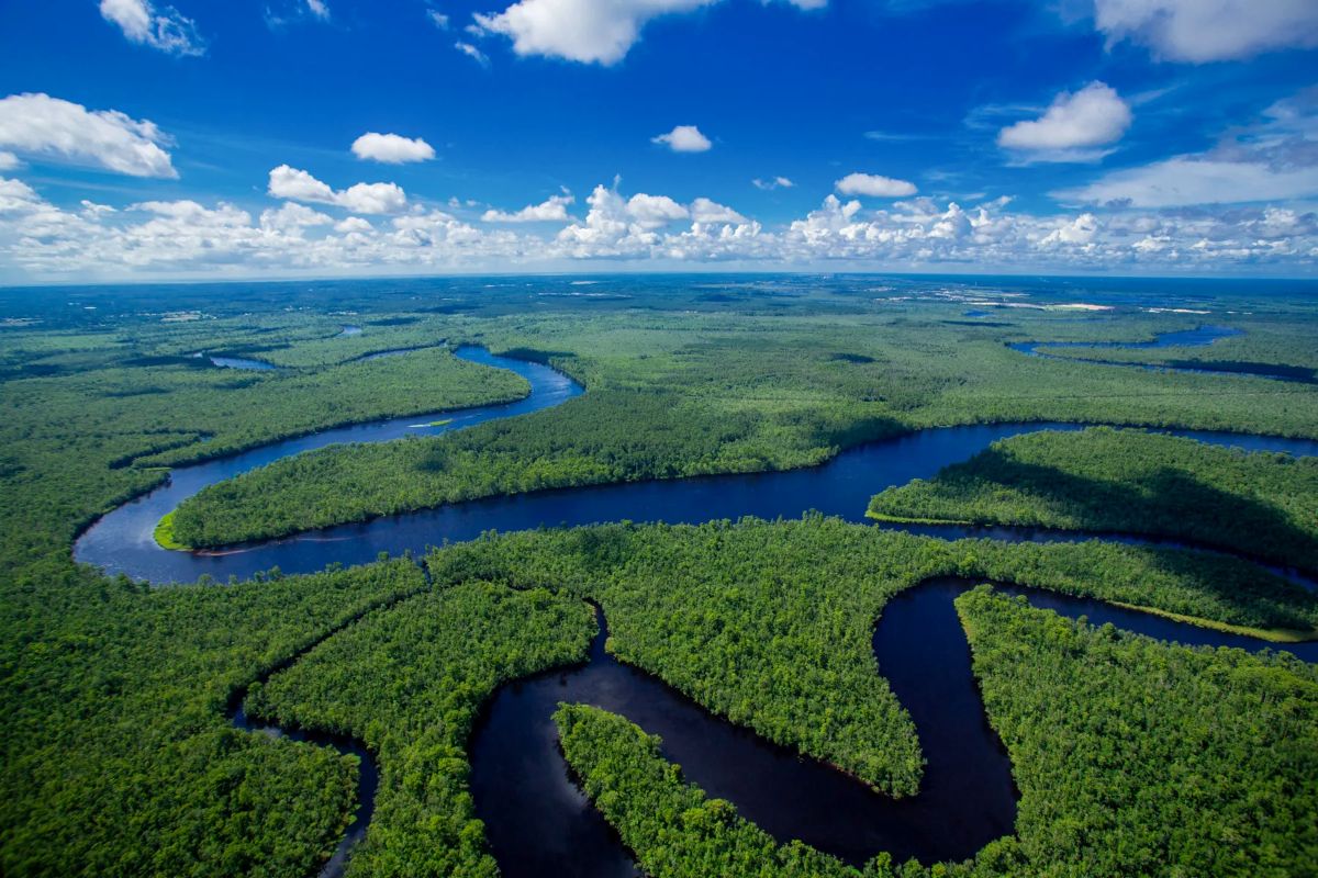 Sledge Forest on the banks of the Northeast Cape Fear River in New Hanover County includes centuries-old bald cypress and longleaf pine, vast wetlands, and riparian buffers. Photo courtesy of N.C. Coastal Land Trust