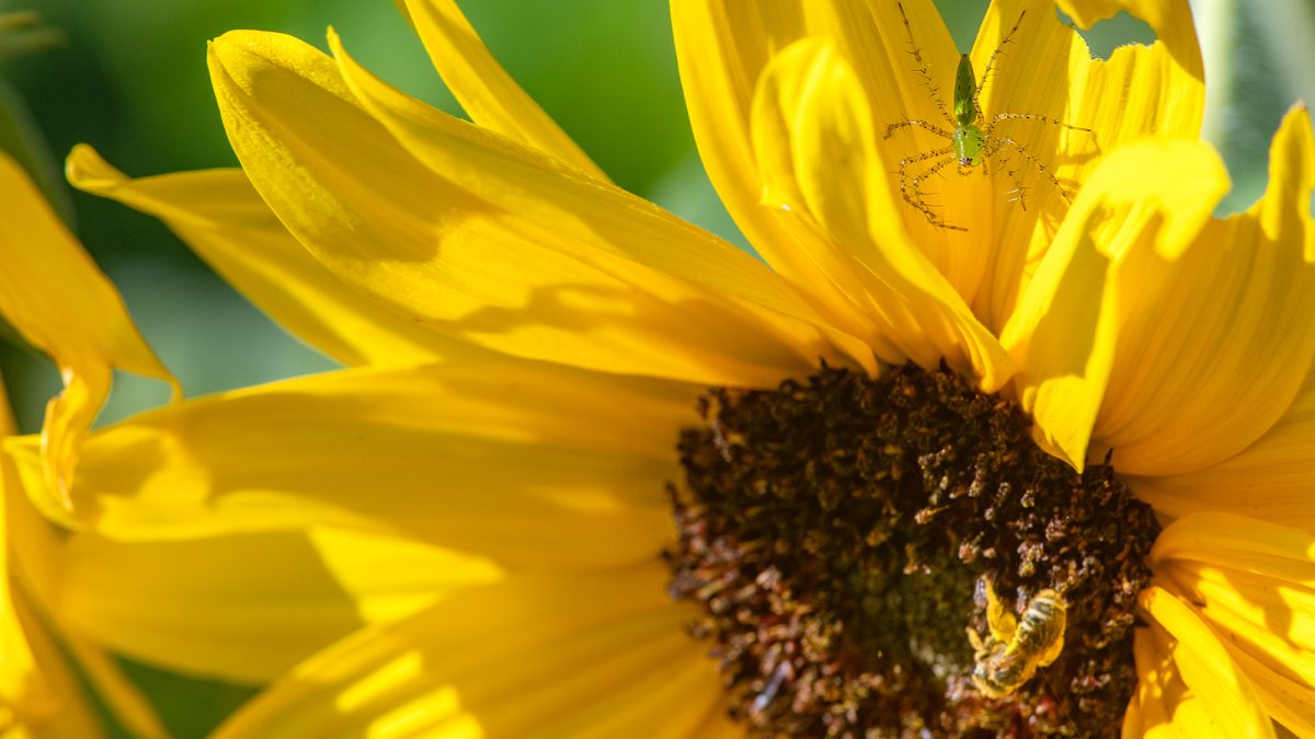 A lynx spider covertly watches as a pollinator bee forages on a sunflower blossom in a garden near Russell Creek in Beaufort. Photo: Dylan Ray