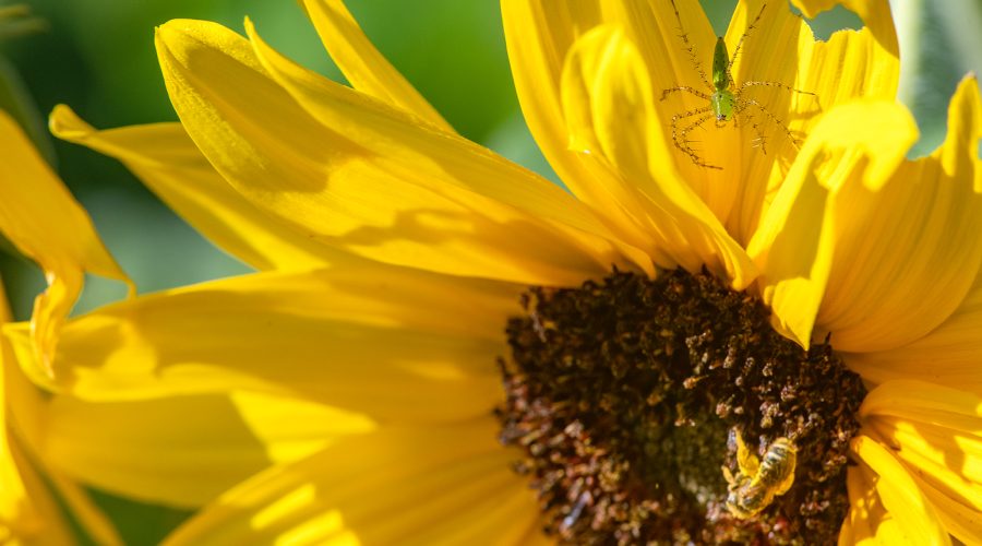 A lynx spider covertly watches as a pollinator bee forages on a sunflower blossom in a garden near Russell Creek in Beaufort. Photo: Dylan Ray