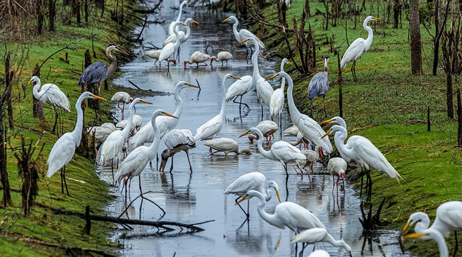 The state's ongoing drought is affecting water levels in the North Carolina Coastal Federation’s North River Wetland Preserve near Otway where wading birds take advantage of conditions recently to feed on the fish, tadpoles, frogs and aquatic insects left with nowhere to go. Nearly the entire state is facing drought conditions at the time this was published, with most of the coast in moderate drought with increasing severity toward New Hanover and Brunswick counties and the western portions of most other coastal counties.