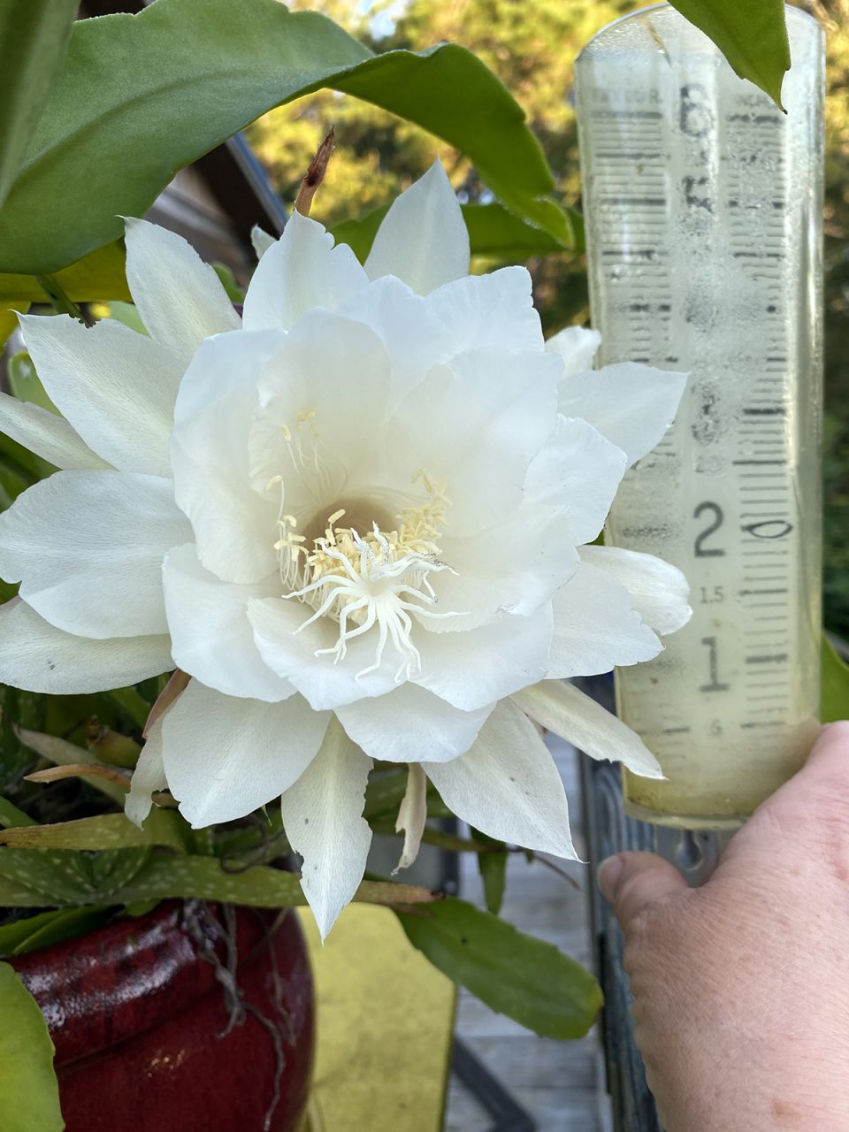 Night-blooming cereus Dutchman's Pipe (Epiphyllum oxypetalum) is huge and extremely fragrant. It's pollinated by bats and sphinx moths. Photo: Heidi Skinner