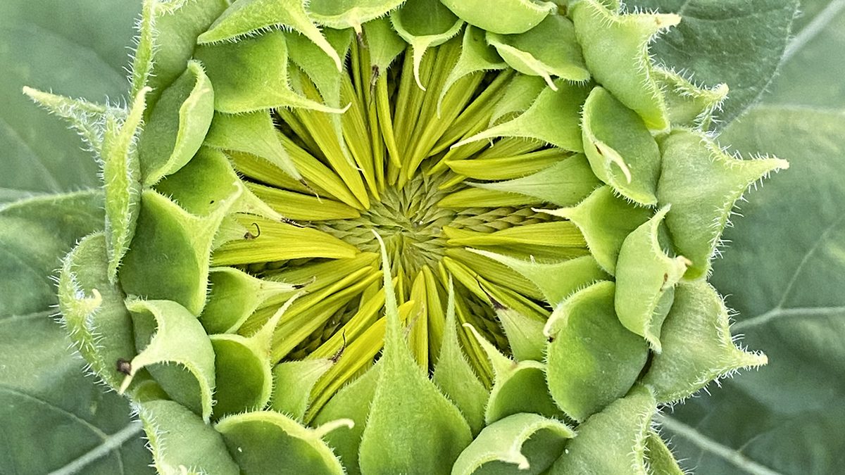A sunflower about to burst open reveals in up-close detail a glimpse of the Fibonacci sequence's spirals within. Photo: Heidi Skinner