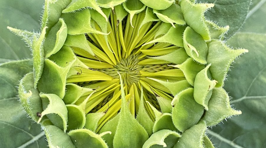 A sunflower about to burst open reveals in up-close detail a glimpse of the Fibonacci sequence's spirals within. Photo: Heidi Skinner