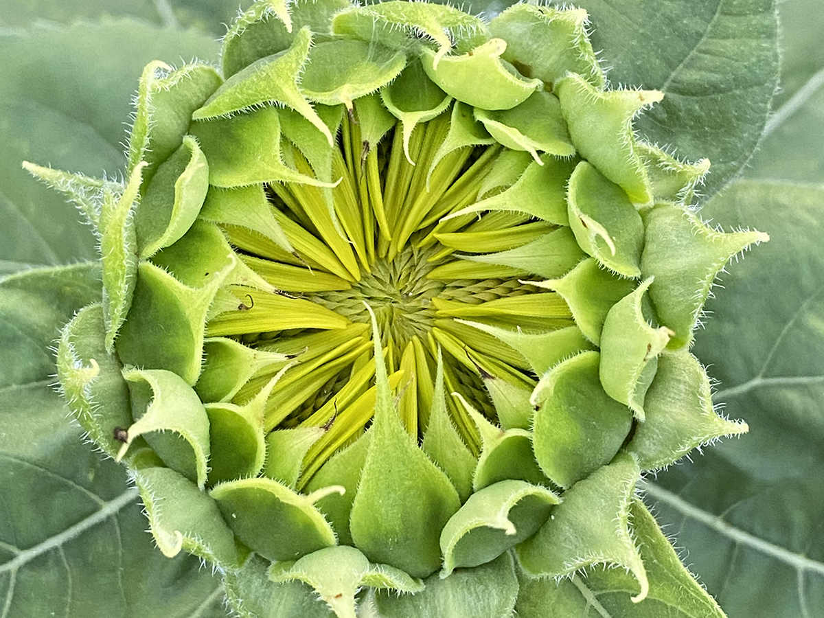 A sunflower about to burst open reveals in up-close detail a glimpse of the Fibonacci sequence's spirals within. Photo: Heidi Skinner