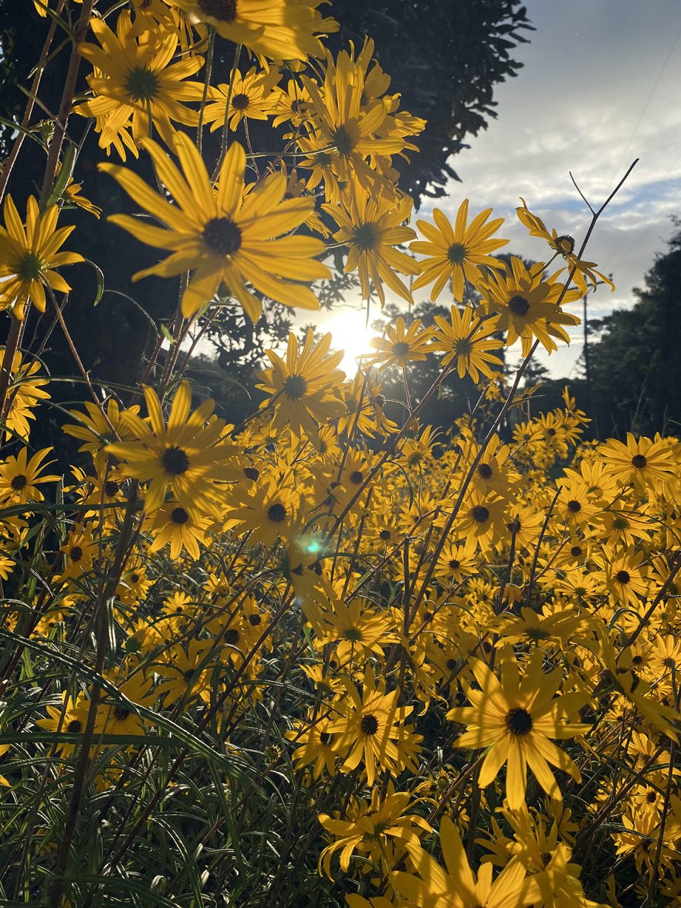 A patch of swamp sunflowers blazes in the sun. Photo: Heidi Skinner