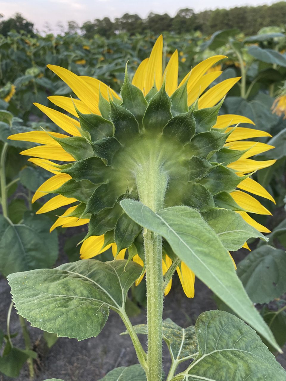 A sunflower's backside can be just as visually intriguing as its front. Photo: Heidi Skinner